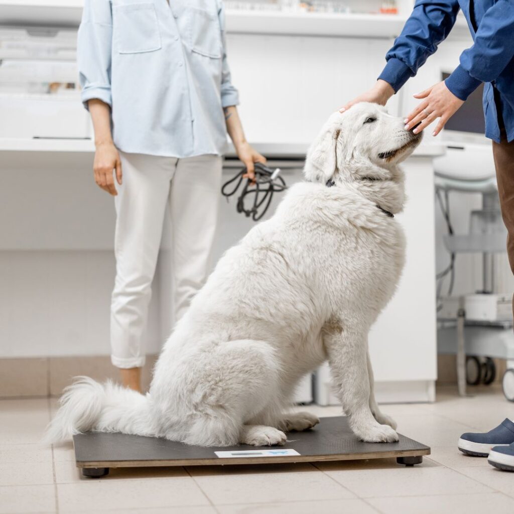 Vet Clinics Concrete Coating by RJ Concrete Coatings in Hammond LA (2)